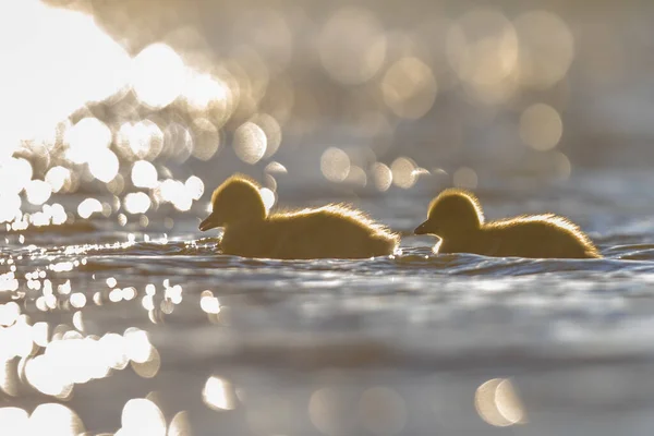 Ptačí Mláďata Rodu Greylag Anser Anser Přirozeném Mokřadním Prostředí Divoká — Stock fotografie