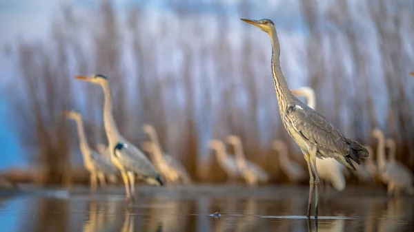 在匈牙利Pusztaszer的Kiskunsagi国家公园 Csaj湖 灰鲱鱼 Ardea Cinerea 群居狩猎 牠们主要以水生动物为食 牠们在水边或水中停留后会捕捉到水生动物 — 图库照片