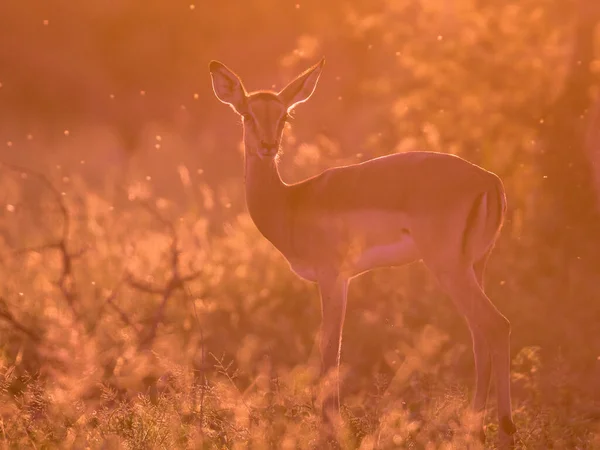 Impala Aepyceros Melampus Early Morning Backlight — Stok fotoğraf