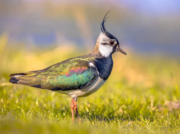 Lapwing Settentrionale Vanellus Vanellus Foraggiamento Prati Verdi Cerca Cibo Fauna — Foto Stock