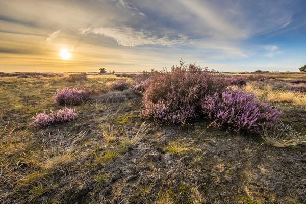 Paesaggio Rilassante Brughiere Nel Parco Nazionale Hoge Veluwe Provincia Gelderland — Foto Stock