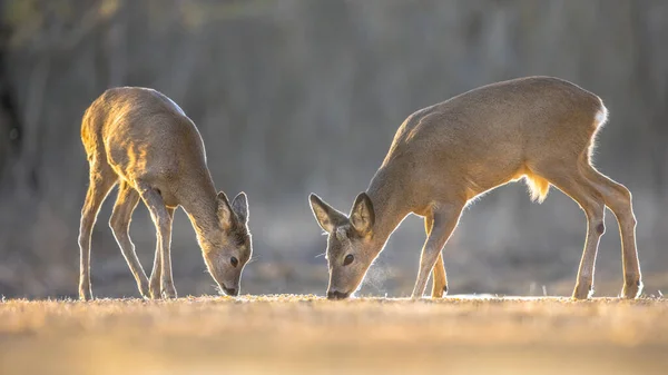 Two Roe Deer Capreolus Capreolus Clearing Kiskunsagi National Park Pusztaszer — Stock Photo, Image