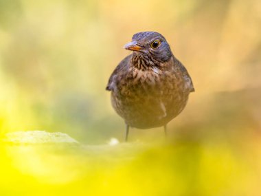 Karatavuk (Turdus merula). Avrupa 'nın en tanıdık kuşlarından biri parklarda ve bahçelerinde. Dişi kuş yere tünemiş ve yiyecek arıyordu. Doğadaki vahşi yaşam. Hollanda