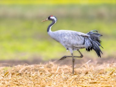 Turna (Grus grus) tarımsal alanda yürüyen büyük bir göçmen kuş. Avrupa 'nın Doğası' ndaki vahşi yaşam sahnesi. Hollanda