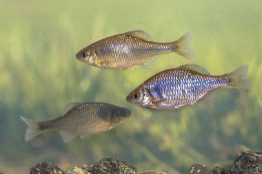 Avrupai bitterling (Rhodeus amarus) vahşi balıklar sakin arka planda doğal ortamda suyun altında yüzerler. Hollanda,