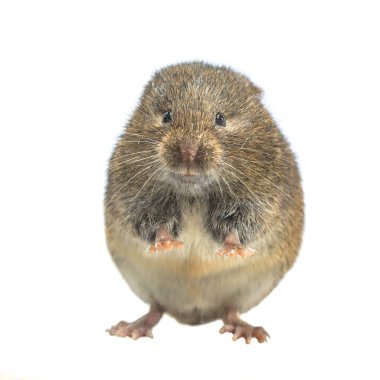 Field vole or short-tailed vole (Microtus agrestis). Small vole with brown fur standing on hind leg on white background clipart