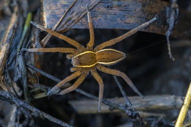 Büyük sal örümceği (Dolomedes plantarius), Pisauridae familyasından bir örümcek türü..