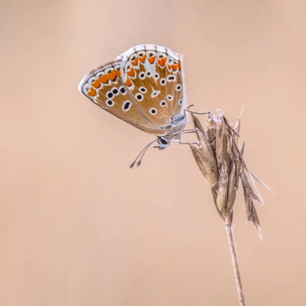 Brown Argus Aricia Agestis Borboleta Empoleirada Planta Contra Fundo Claro — Fotografia de Stock