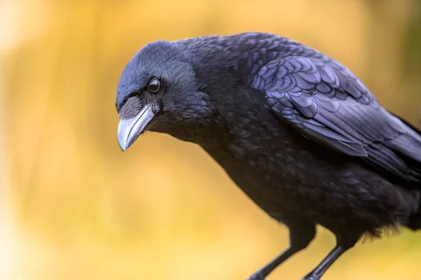 Carrión Cuervo Corvus Corone Retrato Pájaro Negro Cabeza Mirando Cámara —  Fotos de Stock