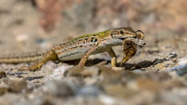 イタリアのトスカーナ イタリア 4月の石の壁に獲物とイタリアの一般的な壁のトカゲ Podarcis Muralis — ストック写真