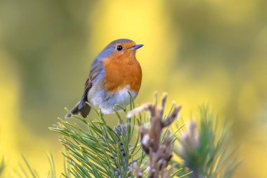 Kırmızı bülbül (Erithacus rubecula) parlak arka planda, ekolojik bir bahçede yiyecek arayan kuş. Bu kuş bahçe işleri sırasında düzenli bir yoldaştır. Doğadaki vahşi yaşam. Hollanda.