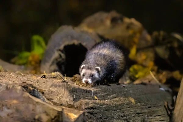 Polecat Européen Mustela Putorius Près Terrier Dans Environnement Naturel Dans — Photo