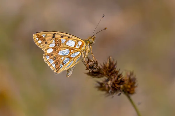 Fritillario Reina España Issoria Lathonia Descansando Sobre Flor Junco Día —  Fotos de Stock