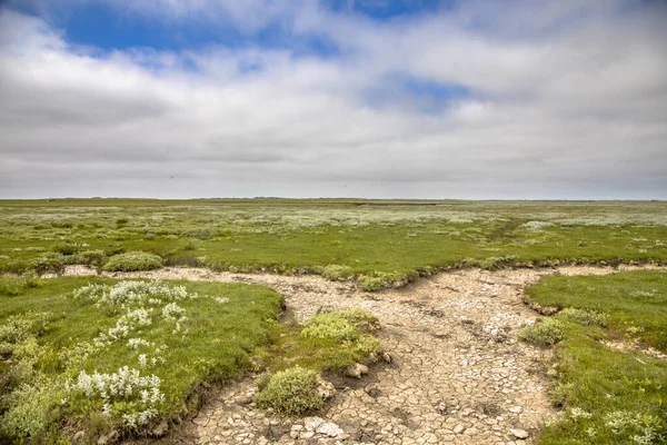 Tidevannssumpland Med Naturlig Buktende Dreneringssystem Vadeøya Ameland Friesland Nederland – stockfoto