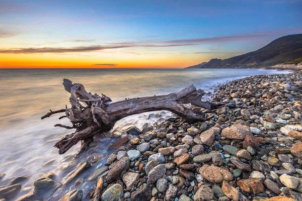フランスコルシカ島ファリノーレキャップコルセの小石のビーチで木の幹の流木を洗った — ストック写真