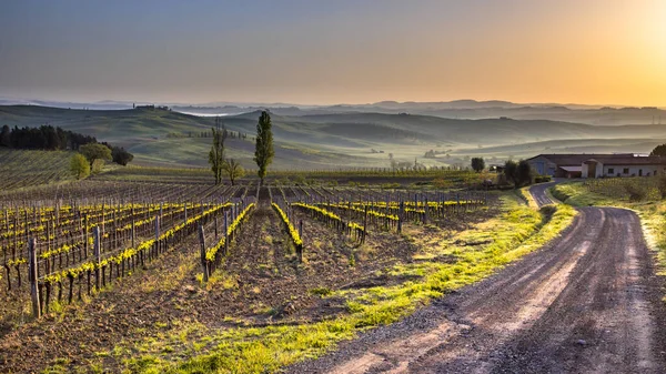 Winnica Mglistych Wzgórzach Montalcino Toskania Włochy Kwiecień — Zdjęcie stockowe