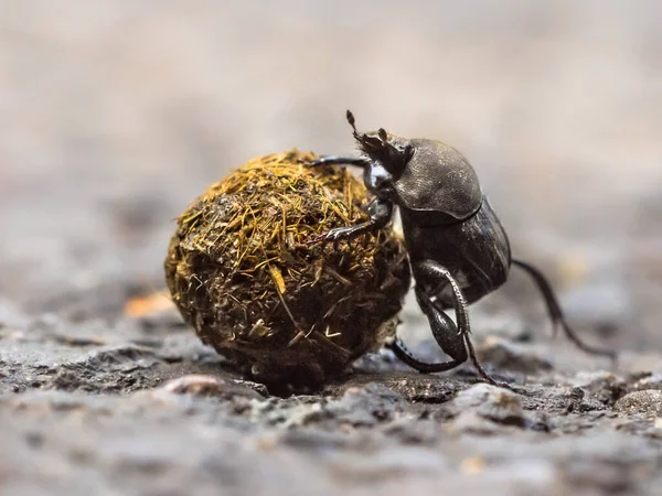 Dung Beetle Solving Problems While Making Effort Roll Ball Uphill — Stock Photo, Image