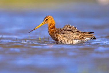 Kara kuyruklu Godwit (Limosa limosa) balıkçı kuşu sığ sularda yürüyor ve kameraya bakıyor. Bu türün dünya nüfusunun yaklaşık yarısı Hollanda 'da ürer. Doğa sahnesinde vahşi yaşam.