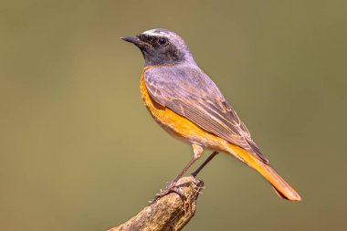 Yaygın Redstart (Phoenicurus phoenicurus). Ormandaki ağacın dalına tünemiş güzel bir kuş. Doğadaki vahşi yaşam. Hollanda.
