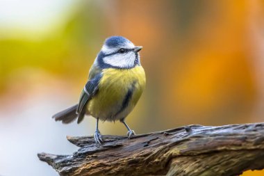 Eurasian Blue Tit (Cyanistes caeruleus) perched on log looking for food on blurred bright autumn colored background. In garden setting with colorful leaves.