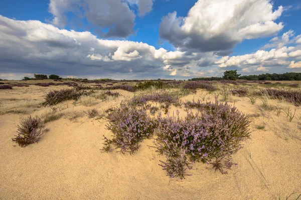 国立公園ホーゲVeluwe ゲルダーラント州 オランダの健康的な風景シーン ヨーロッパの自然景観 — ストック写真