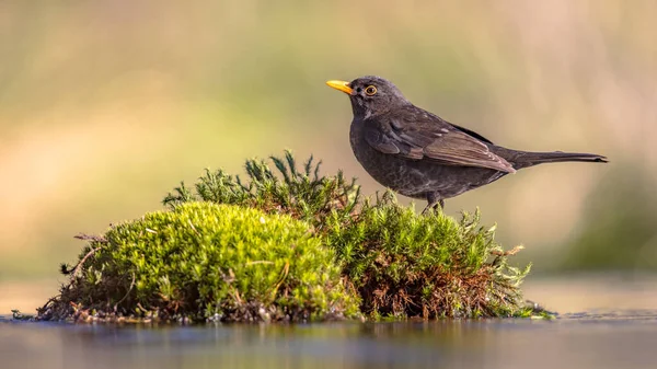 Vanlig Koltrast Turdus Merula Mest Välbekanta Fåglarna Parker Och Trädgårdar — Stockfoto