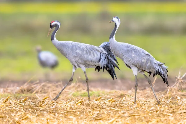 Közös Daru Grus Grus Csoport Nagy Vonuló Madarak Etetése Mezőgazdasági — Stock Fotó