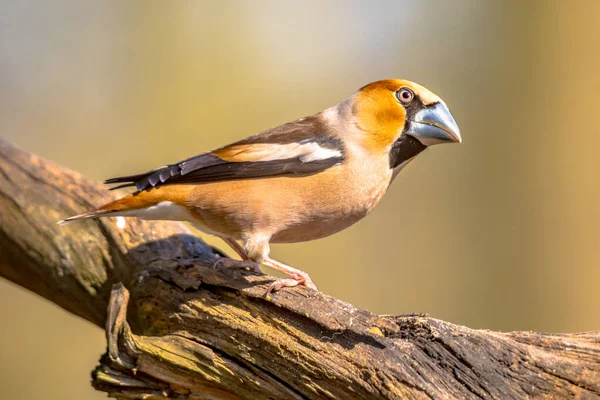 Hawfinch Coccothraustes Coccothraustes Male Bird Great Colorful Songbird Foraging Trunk — Stock Photo, Image