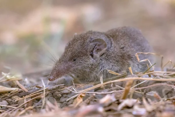 Petite Musaraigne Dents Blanches Crocidura Suaveolens Dans Habitat Naturel Cévennes — Photo