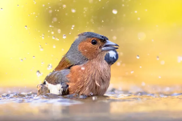 Pinzón Común Masculino Fringilla Coelebs Retrato Pájaro Mientras Camina Agua —  Fotos de Stock