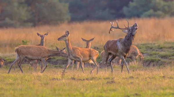 Красный Олень Cervus Elaphus Время Ритуального Сезона Осенью Велюве Нидерланды — стоковое фото