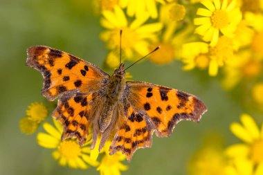 Virgül Kelebeği (Polygonia c-albüm) yaz güneşinde sarı çiçeklerde nektar içerek. Avrupa 'nın doğasında böcek sahnesi. Hollanda 'da..