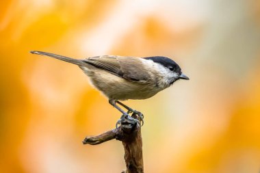 Willow tit (Poecile montanus). Songbird perched on branch against blurred colorful autumn background. Wildlife in nature. Bird in the garden. Netherlands
