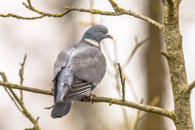 Ağaç dalına tünemiş ahşap güvercin (Columba palumbus). Tahta güvercinlerin yol ve nehirlerin yakınındaki ağaçlar için tercihleri var gibi görünüyor..