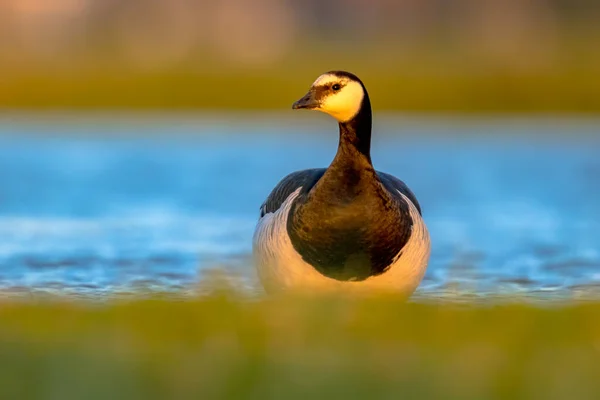 Havstulpangås Branta Leucopsis Flyttfågel Som Födosöker Våtmarksmiljö Viltliv Naturen Nederländerna — Stockfoto