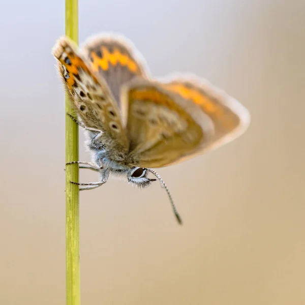 蝴蝶缀满银粉的蓝色 Plebejus Argus 栖息在阳光下 草根上 背景宁静 欧洲的野生动物自然景观 — 图库照片