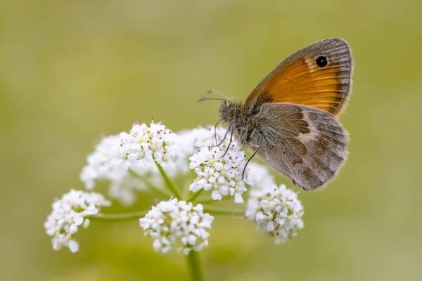 Motyl Mały Wrzosowisko Coenonypha Pamphilus Żywiący Się Białymi Kwiatami Zielonym — Zdjęcie stockowe