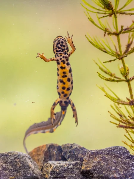 池の淡水生息地でのオスの水棲両生類の水泳 ヨーロッパの自然の中で動物の水中野生動物のシーン オランダ — ストック写真