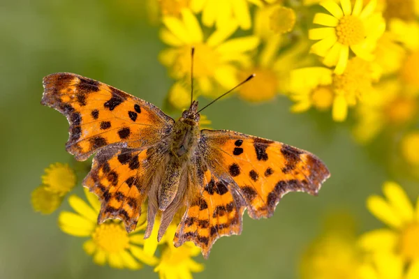 Comma Butterfly Polygonia Album Drinking Nectar Yellow Flowers Summer Sun — Stock Photo, Image