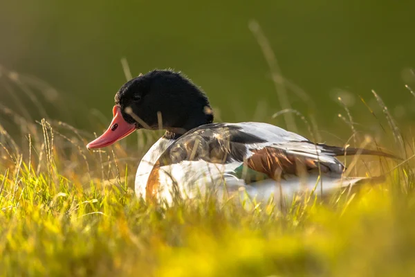 Wasservogel Tadorna Tadorna Der Sich Gras Den Feuchtgebieten Des Wattenmeeres — Stockfoto