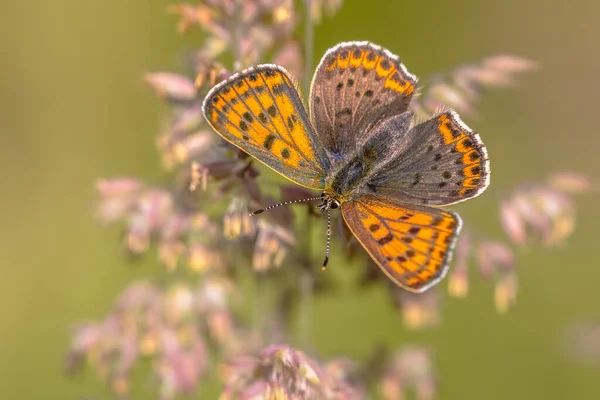 背景がぼやけているヨーロッパ蝶のスーティー銅 Lycaena Tityrus 美しいボケ ヨーロッパの自然環境の中で蝶 — ストック写真