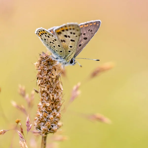 背景がぼやけているヨーロッパ蝶のスーティー銅 Lycaena Tityrus 美しいボケ ヨーロッパの自然環境の中で蝶 — ストック写真