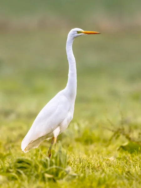 大白鹭 Ardea Alba 大型苍鹭鸟在绿色草原上行走和觅食 欧洲大自然中的野生动物景观 明亮的绿色背景 — 图库照片