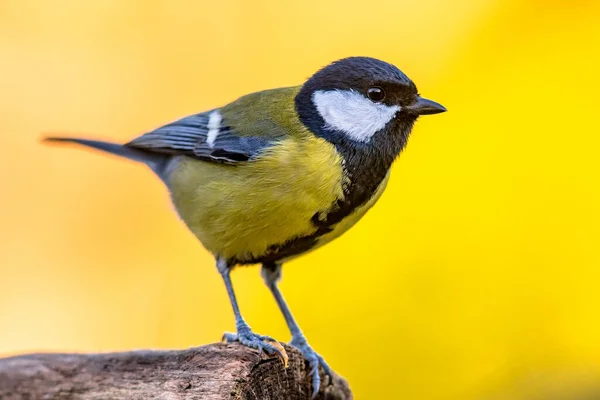 Great Tit Parus Major Garden Bird Perched Branch Beautiful Autumn — ストック写真