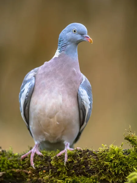 Waldtaube Columba Palumbus Thront Auf Bemoostem Ast Mit Verschwommenem Grünen — Stockfoto