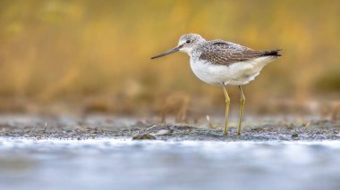 Deniz kıyısındaki sığ sularda yiyecek arayan yaygın yeşil kanatlı (Tringa nebularia). Doğadaki vahşi yaşam sahnesi. Groningen, Hollanda.