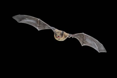 Uçan Pipistrelle yarasası (Pipistrellus pipistrellus) kara arka planda izole edilmiş bir hayvan avlama sahnesi. Bu tür, Avrupa ve Asya 'nın kentsel bölgelerinde tünediği ve yaşadığı bilinmektedir..