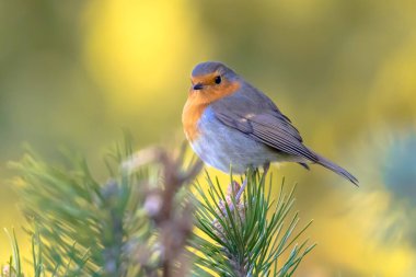 Kırmızı bülbül (Erithacus rubecula) parlak arka planda, ekolojik bir bahçede yiyecek arayan kuş. Bu kuş bahçe işleri sırasında düzenli bir yoldaştır. Doğadaki vahşi yaşam. Hollanda.