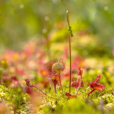 Yuvarlak yapraklı güneş çivisi (Drosera rotundifolia), sakin yeşil arka planda yosun olarak yetişir. Avrupa 'nın doğasında bitki örtüsü sahnesi. Hollanda 'da..