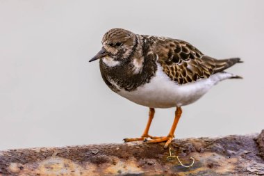 Ruddy turnstone (Arenaria) kıyıda beslenen kıyı kuşunu yorumlar. Avrupa 'nın doğasında vahşi yaşam sahnesi. Hollanda.